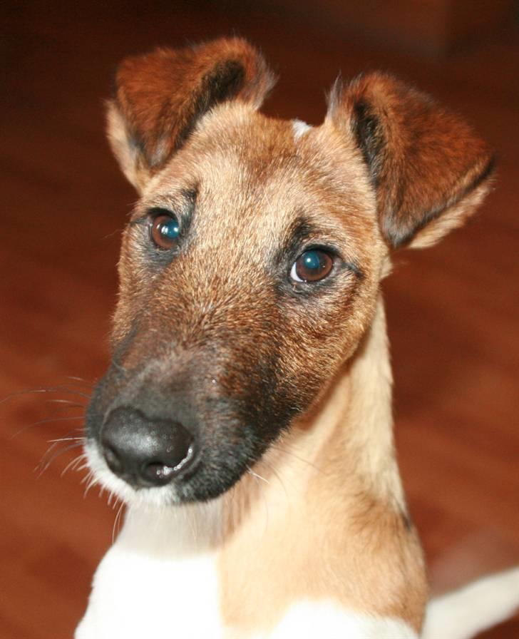 " GLATHÅRET FOXTERRIER " som har DKK stambog - Foxterrier skal have et langt ædelt hoved billede 1