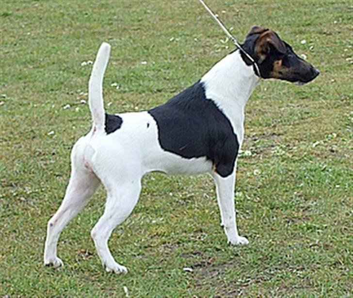 " GLATHÅRET FOXTERRIER " som har DKK stambog - Kroppen skal være kort og kvadratisk, skal stå bredt i bag og have en høj hale ansætning billede 2