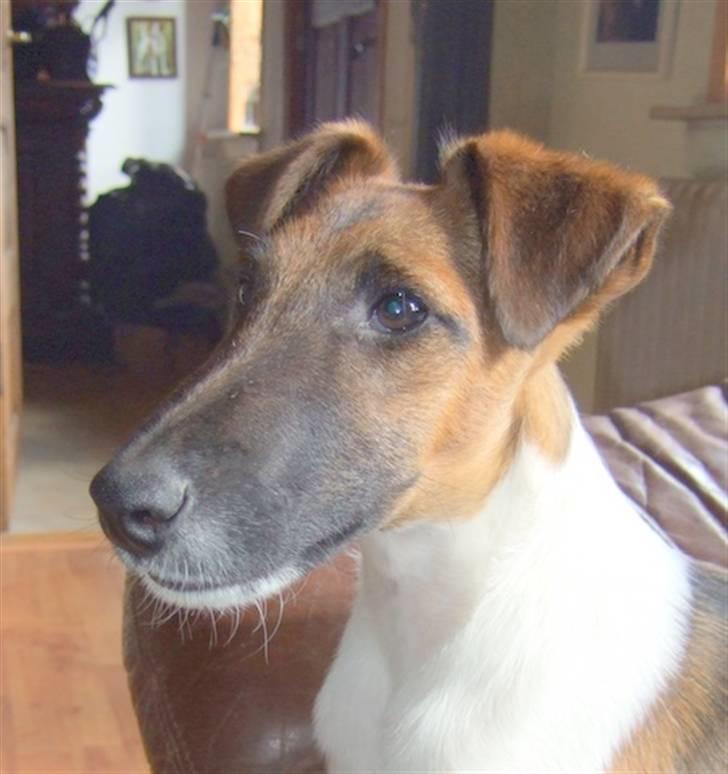 " GLATHÅRET FOXTERRIER " som har DKK stambog billede 3
