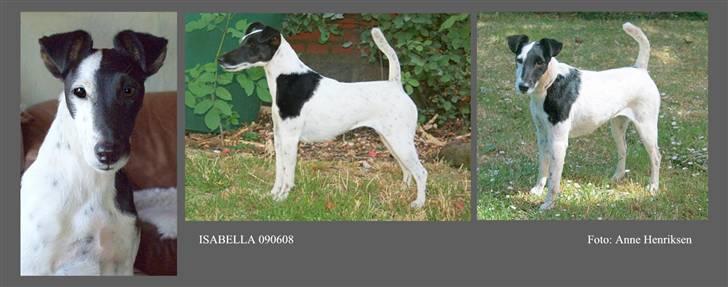 " GLATHÅRET FOXTERRIER " som har DKK stambog - Her ser i et foto jeg har taget - her kan i tydeligt se hvordan de skal se ud. billede 4