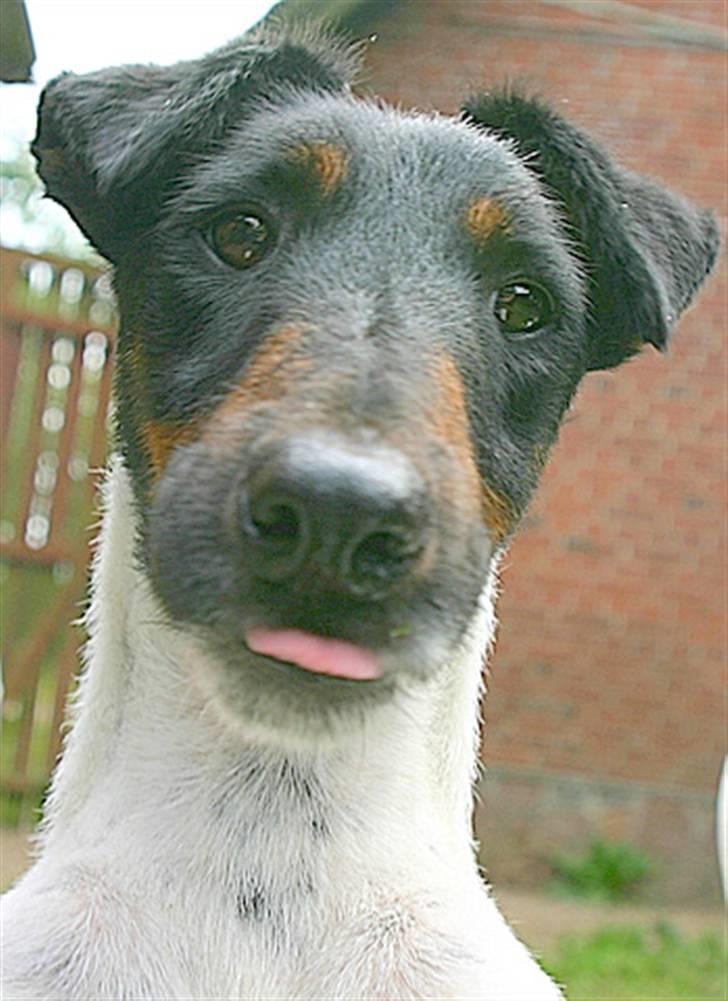 " GLATHÅRET FOXTERRIER " som har DKK stambog - Racen er nysgerrig, og tæt på .......... billede 5