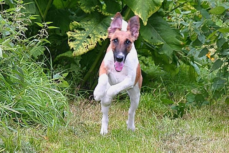 " GLATHÅRET FOXTERRIER " som har DKK stambog - Racen er aktiv og med hvor det foregår........... billede 6