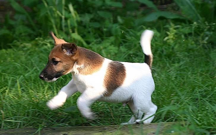 " GLATHÅRET FOXTERRIER " som har DKK stambog - Hvalp på 9 uger - liv og glade dage ik´.......... billede 7