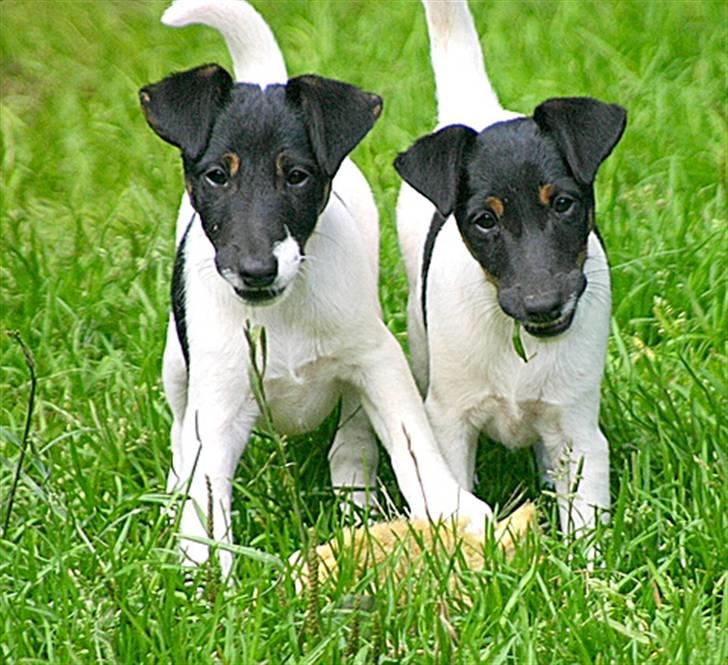 " GLATHÅRET FOXTERRIER " som har DKK stambog - Her et par søskende, blot i den sorte variant. billede 8