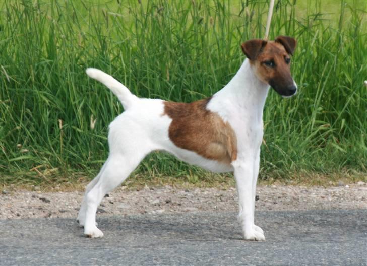 " GLATHÅRET FOXTERRIER " som har DKK stambog - Racen skal være elegant- have en lang hals også - velstillet i bag. billede 9