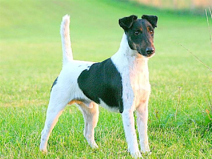 " GLATHÅRET FOXTERRIER " som har DKK stambog - Her ser same elegante hanhund bklo ti sort variation billede 10