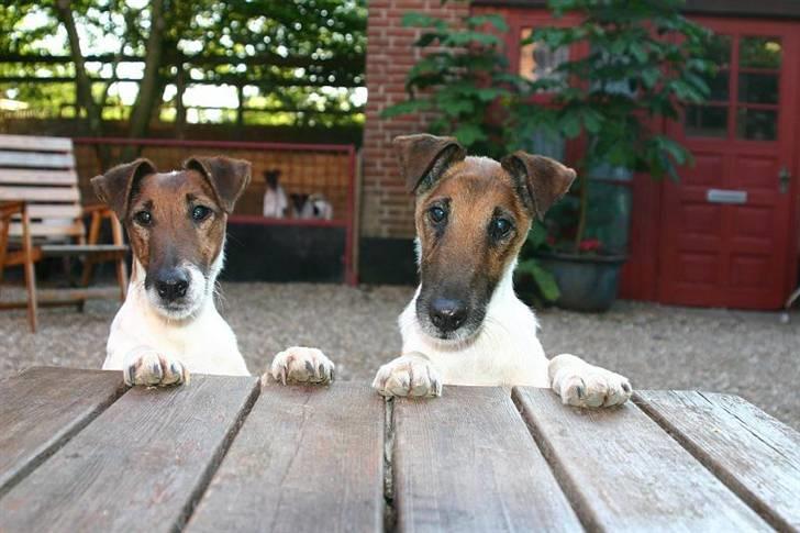 " GLATHÅRET FOXTERRIER " som har DKK stambog - OHH....., mon der flader nogler småkager af til os .......... billede 11