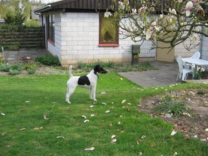 " GLATHÅRET FOXTERRIER " som har DKK stambog - Jeg har igennem denne foto serie forsøgt at vise jer racen......... billede 12