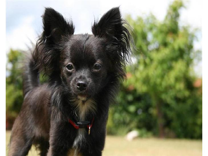 {{currentPhoto.altText}} billede {{currentPhoto.number}}