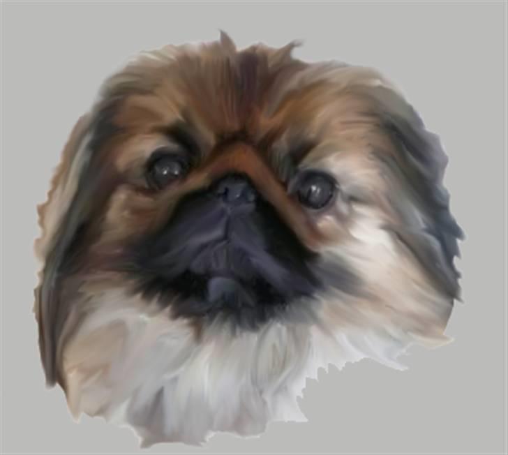 Tegninger af andres hunde - Pekingeser Gizmo. billede 3