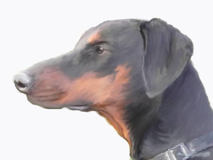 Tegninger af andres hunde - Dobermann Go On Forever Bril. Bibi. billede 4