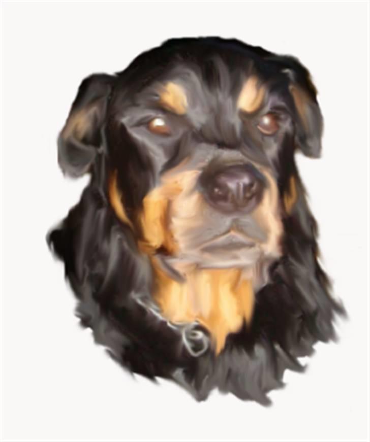 Tegninger af andres hunde - Rottweiler charlie. billede 5