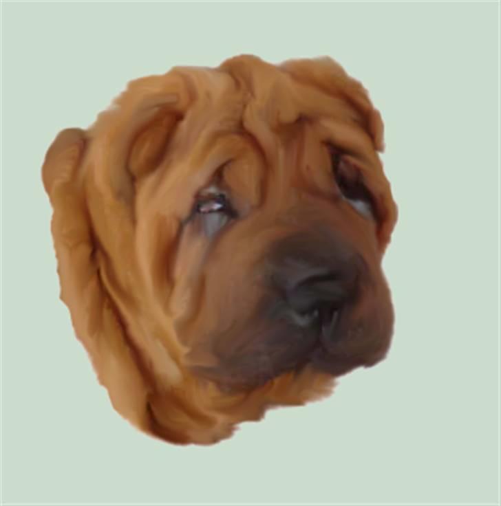 Tegninger af andres hunde - Shar pei Alma. billede 6