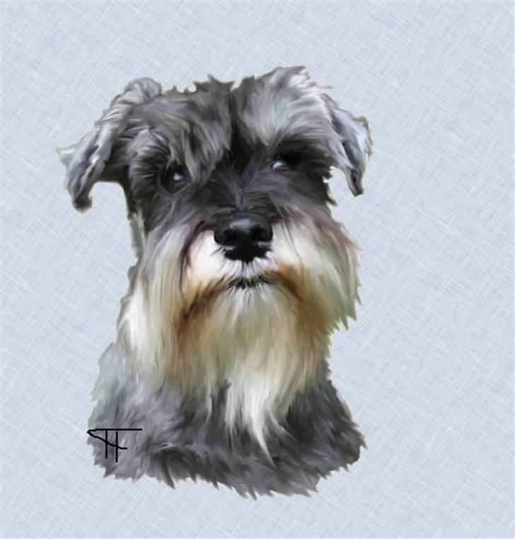 Tegninger af andres hunde - Dvaergschnauzer MONEY. billede 7