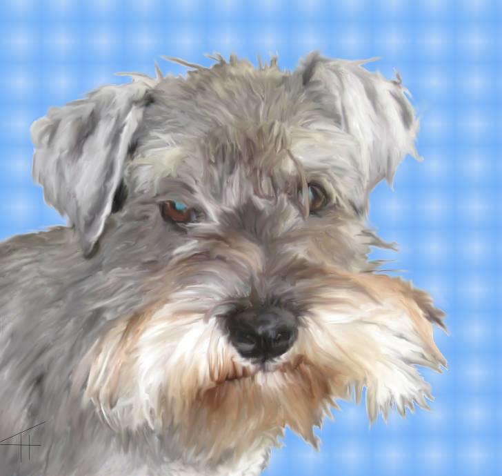 Tegninger af andres hunde - Dvaergschnauzer MONEY. billede 8