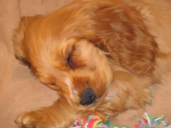 Tegninger af andres hunde - Cocker spaniel Kenzo. billede 9