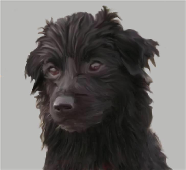 Tegninger af andres hunde - Nding af racer Mika. billede 2