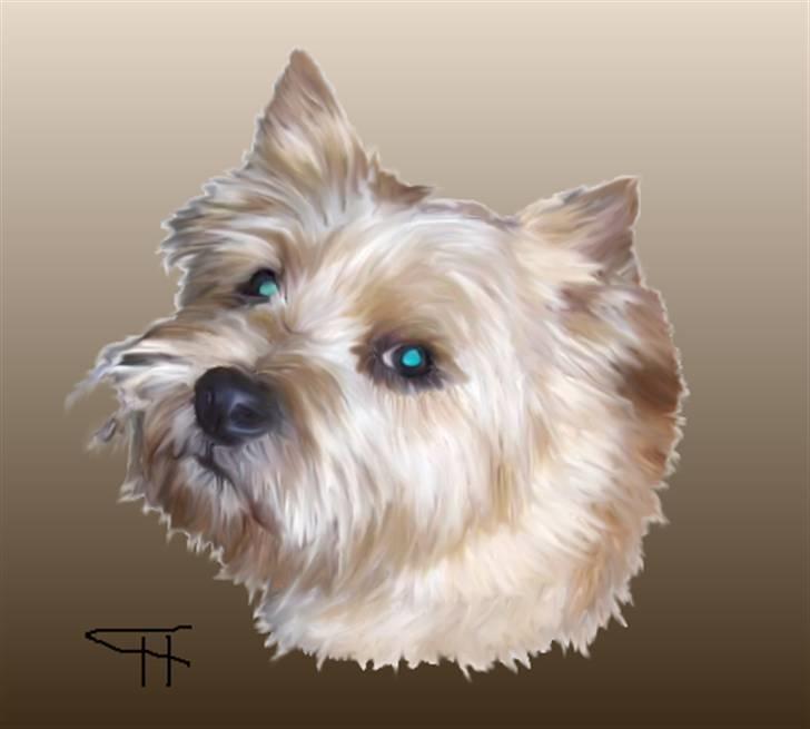 Tegninger af andres hunde - Cairn terrier Rasmus. billede 10