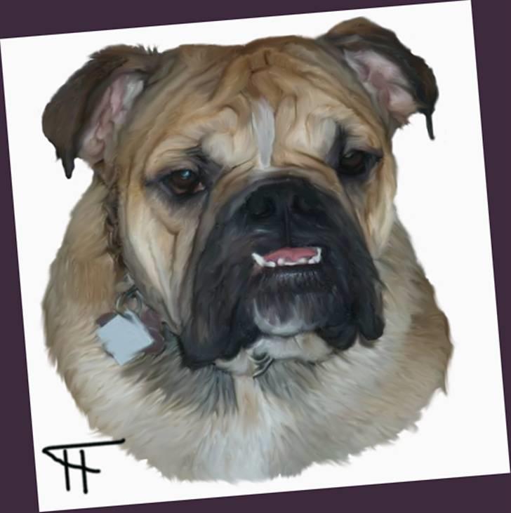 Tegninger af andres hunde - Engelsk bulldog Buller. billede 11