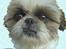 Tegninger af andres hunde - Blanding af racer Topper