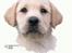 Tegninger af andres hunde - Labrador retriever Drumbeat Bossa Nova.
