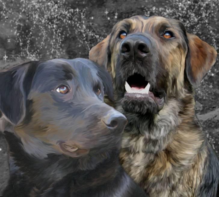 Tegninger og redigerede billeder af egne hunde billede 6