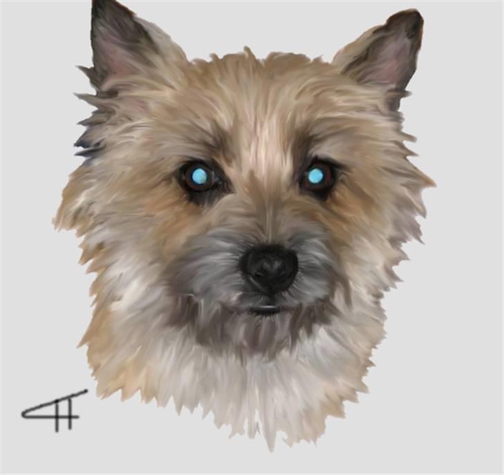 Tegninger af andres hunde - Cairn terrier Little Bighorn´s Vicki. billede 12