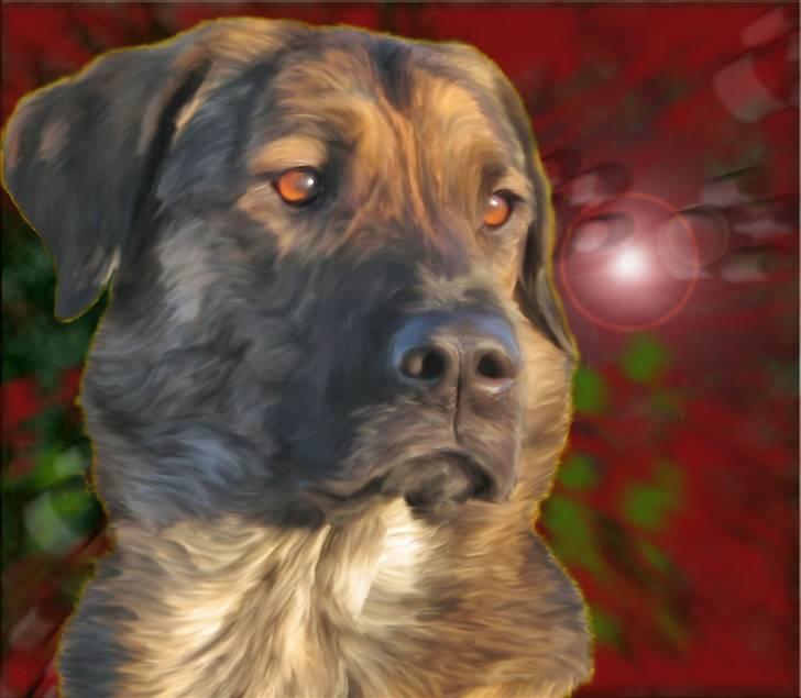 Tegninger og redigerede billeder af egne hunde billede 7