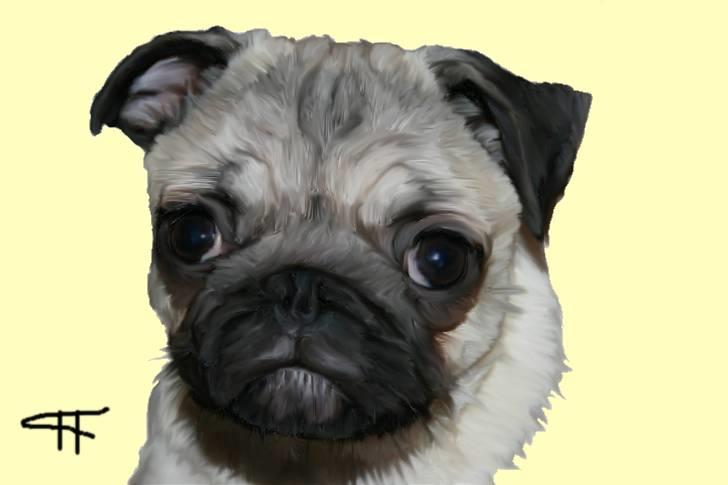 Tegninger af andres hunde - Mops Bertha. billede 13
