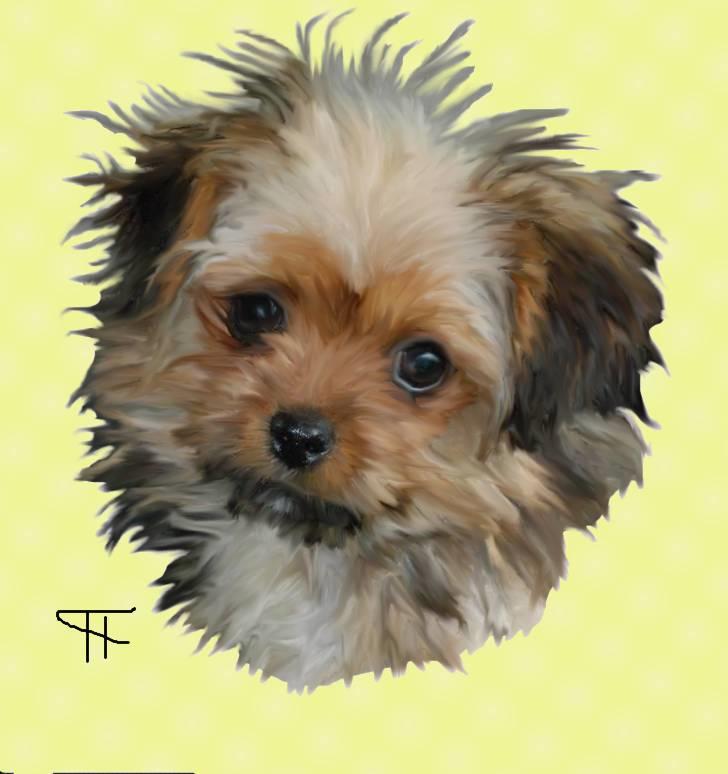 Tegninger af andres hunde - Blanding af racer SILLE. billede 14