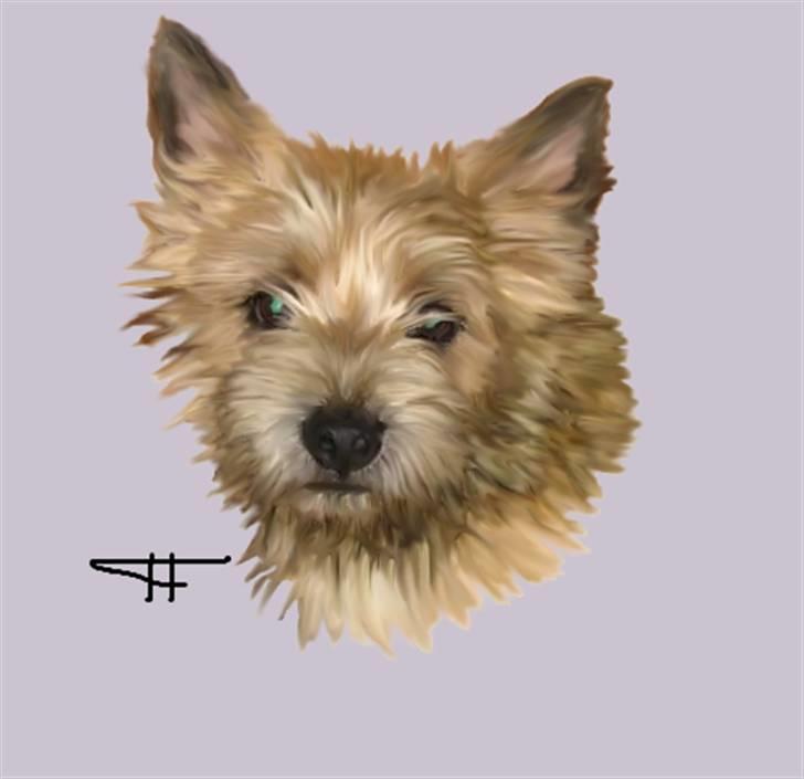 Tegninger af andres hunde - Cairn terrier Sunny. billede 15