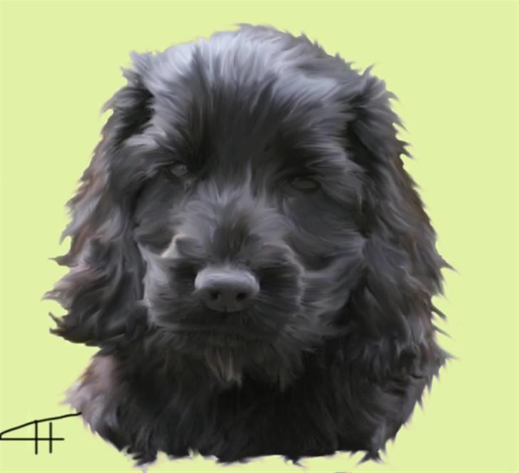 Tegninger af andres hunde - Cocker spaniel Mucha billede 16