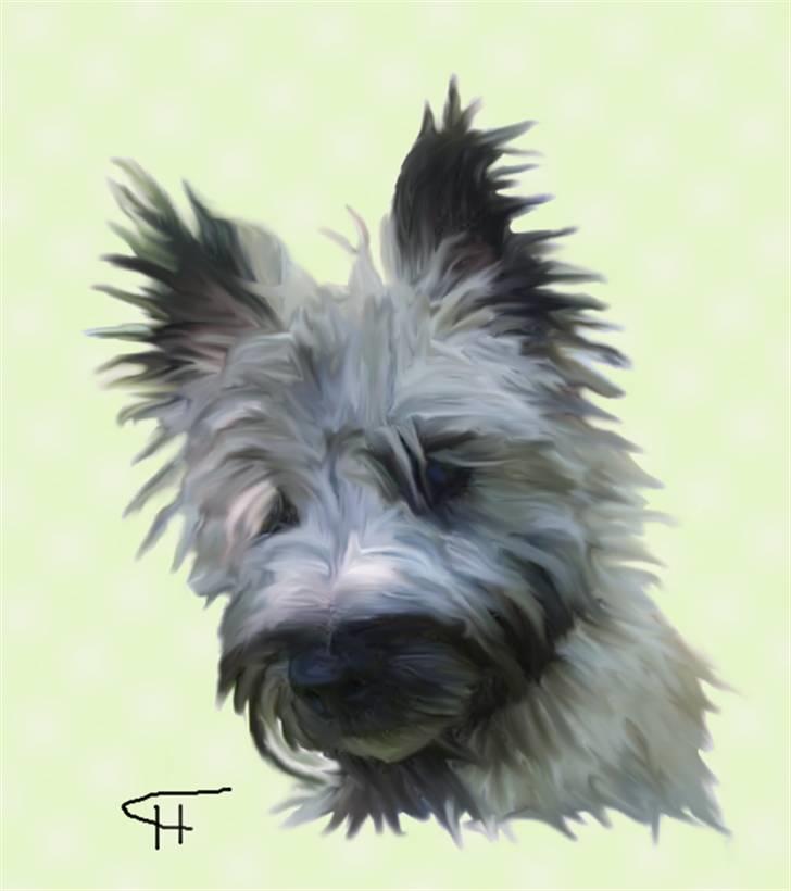 Tegninger af andres hunde - Cairn terrier Micci. billede 17