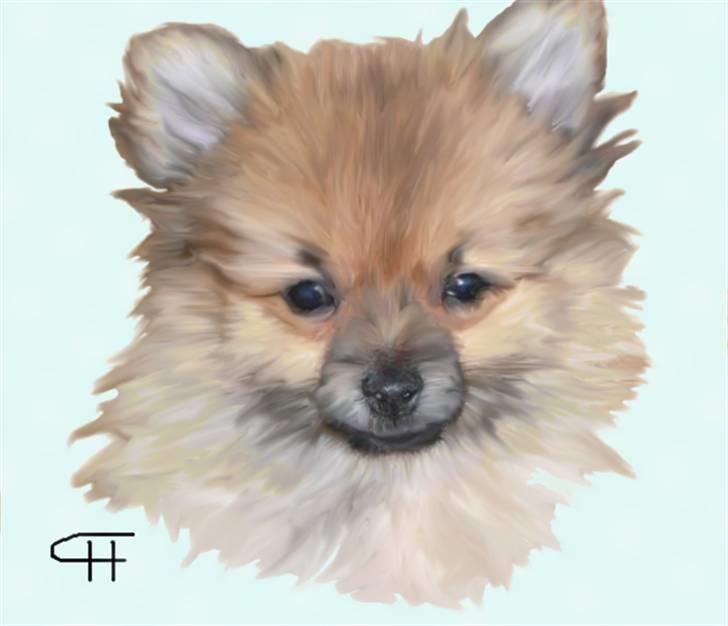 Tegninger af andres hunde - Pomeranian Nala. billede 20