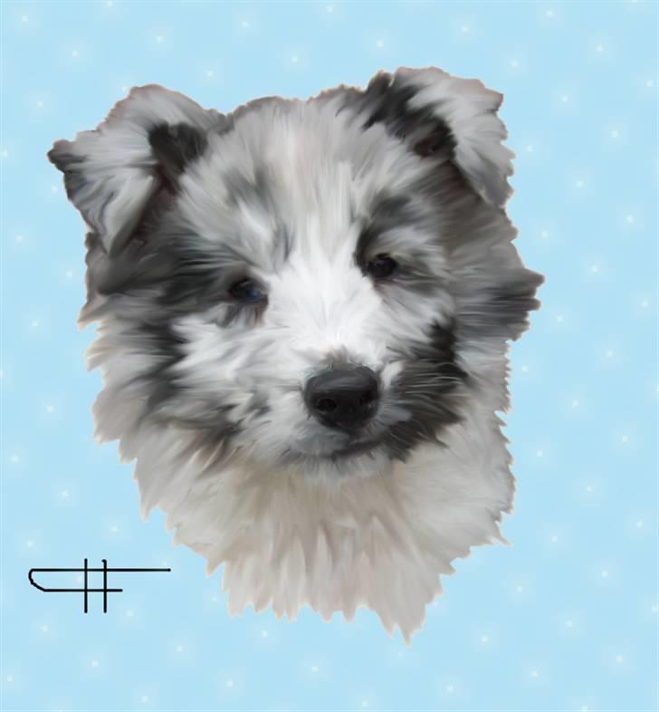 Tegninger af andres hunde - Shetland sheepdog Luka. billede 21
