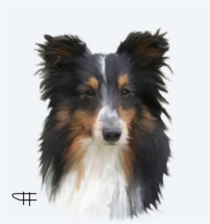 Tegninger af andres hunde - Shetland sheepdog Hektor. billede 22