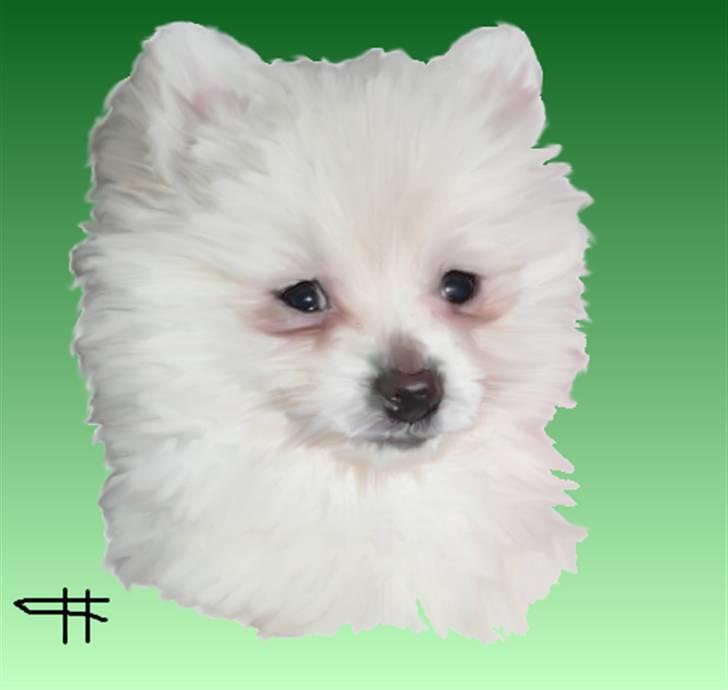Tegninger af andres hunde - Pomeranian Lulu. billede 23