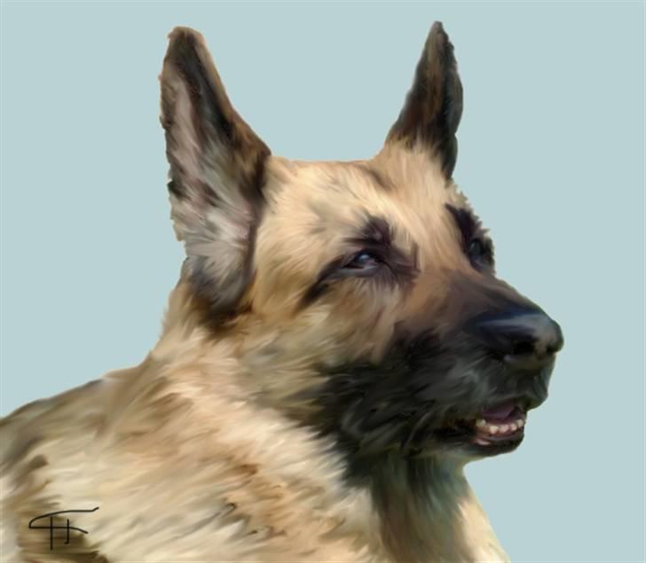 Tegninger af andres hunde - Schæferhund Nathja. billede 24