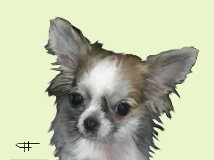 Tegninger af andres hunde - Chihuahua lille my. billede 25