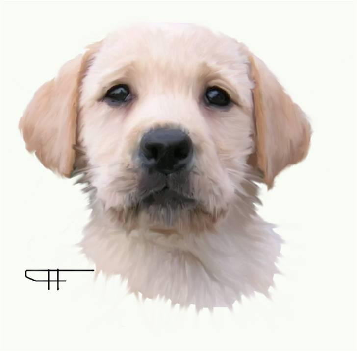 Tegninger af andres hunde - Labrador retriever Drumbeat Bossa Nova. billede 26