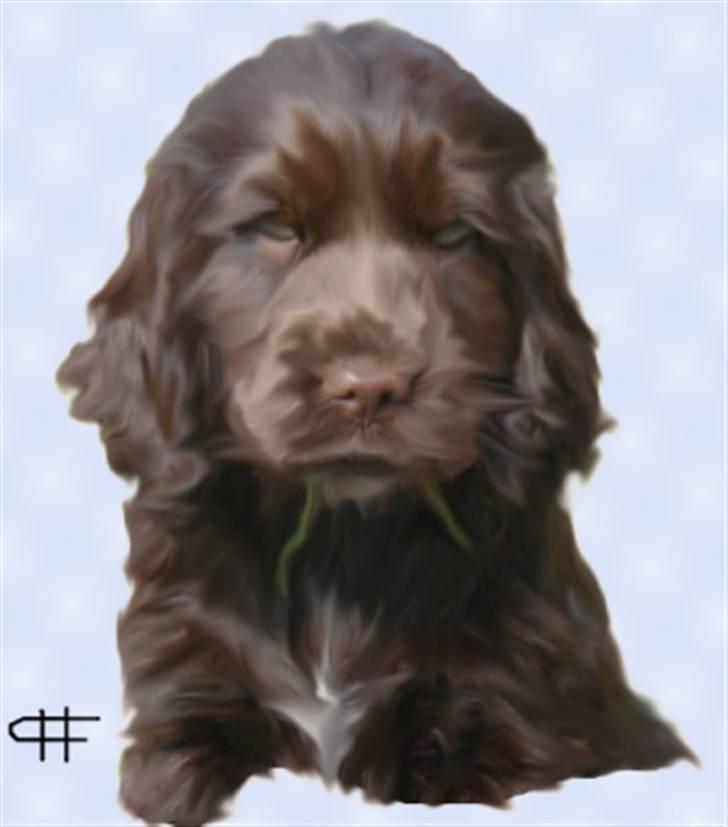 Tegninger af andres hunde - Cocker spaniel Choko. billede 27