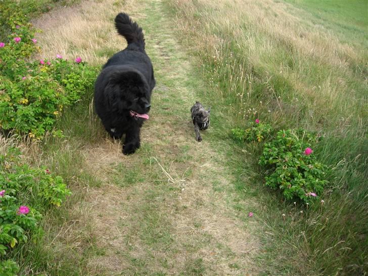 Verdens største og mindste hund (-: billede 1