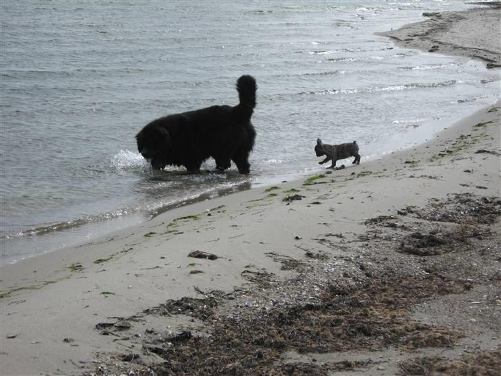 Verdens største og mindste hund (-: billede 6