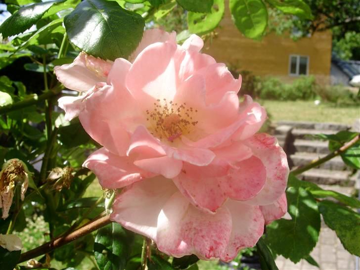 Flote natur billeder  billede 1