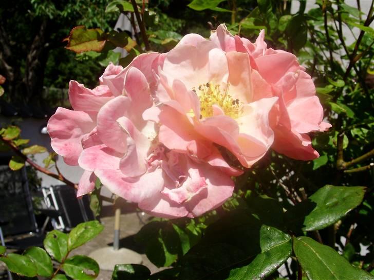 Flote natur billeder  billede 2