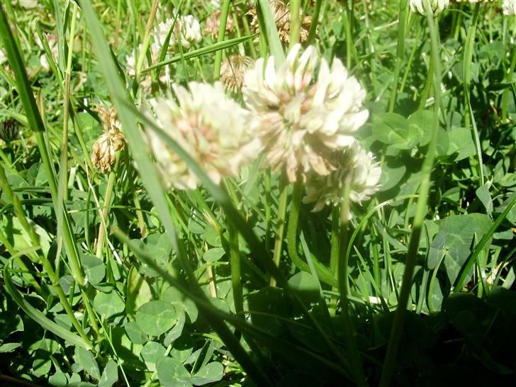 Flote natur billeder  billede 3