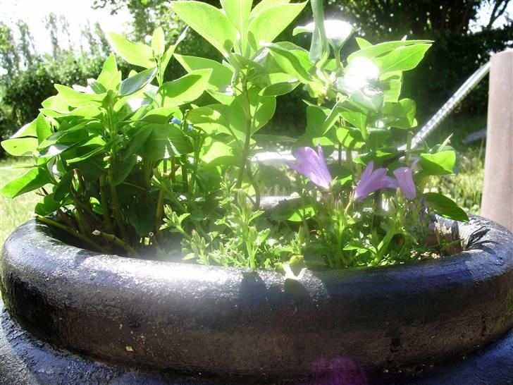 Flote natur billeder  billede 4