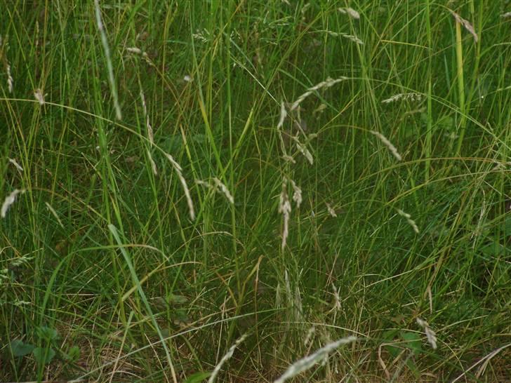 Flote natur billeder  billede 5