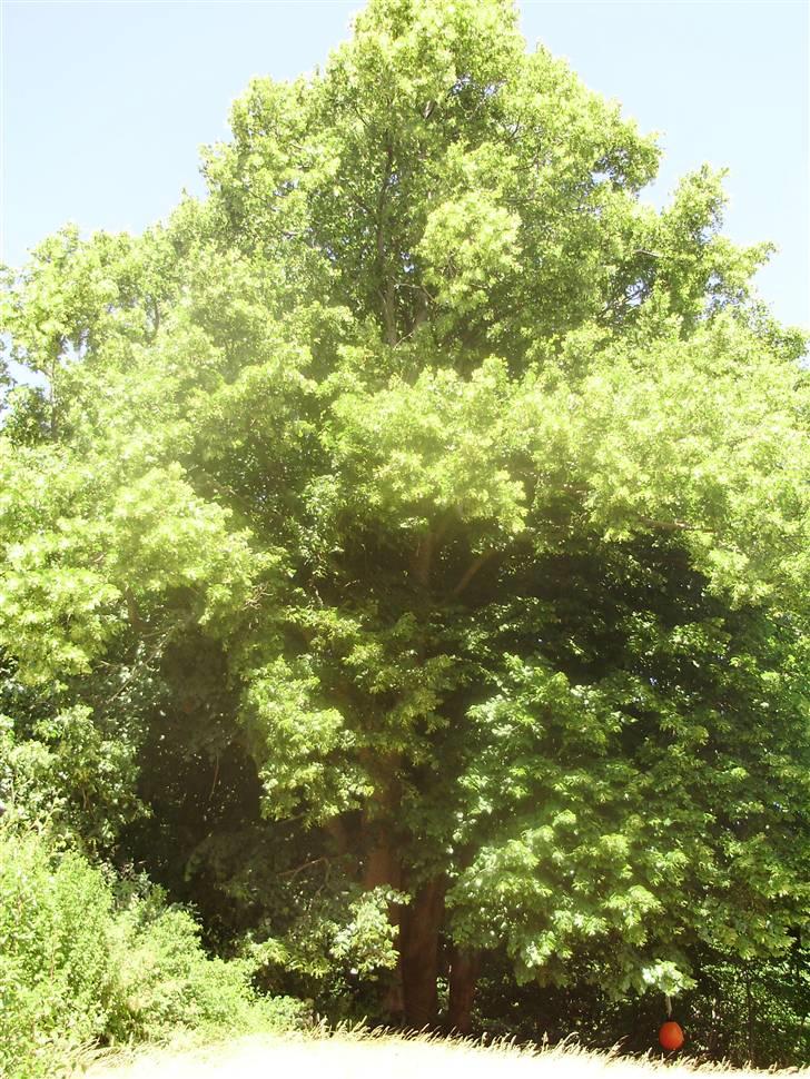 Flote natur billeder  billede 6