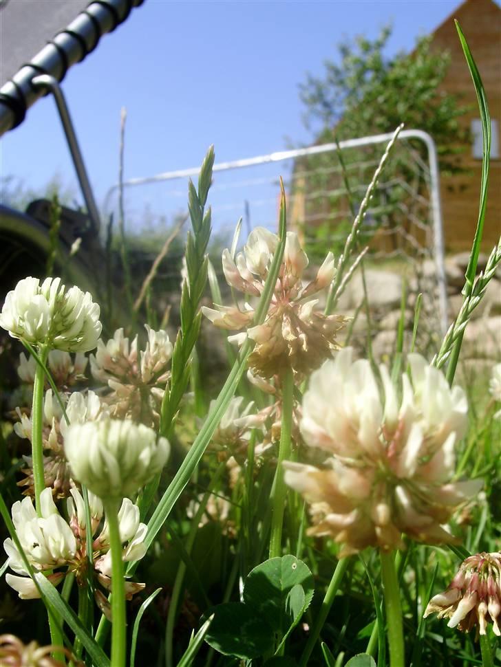 Flote natur billeder  billede 7